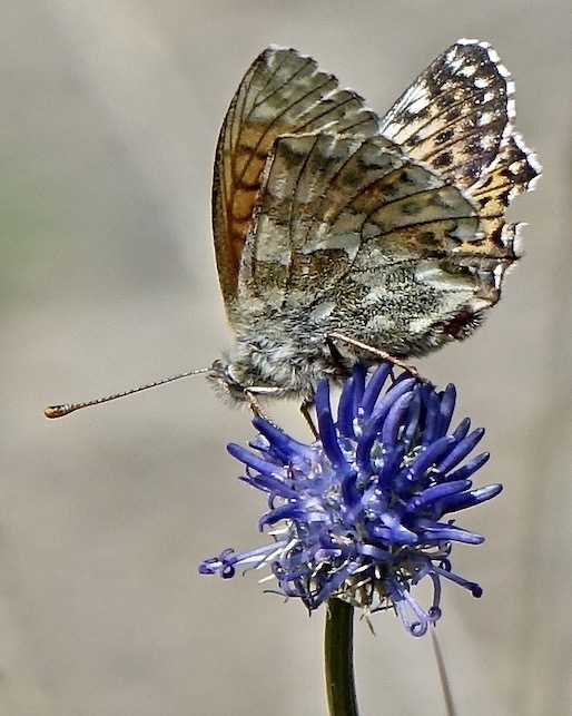 mountain fritillary